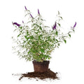 '- Gal. Maintenance Butterfly Pollinator 3 Black Bush Magnet Low - Knight
