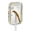 FREE HOTLIX - WITH SUGAR FLAVORED - Suckers CANDY WORM TEQUILA - 2