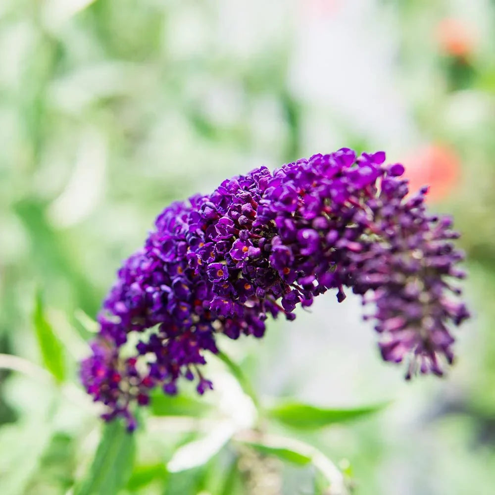 '- Gal. Maintenance Butterfly Pollinator 3 Black Bush Magnet Low - Knight
