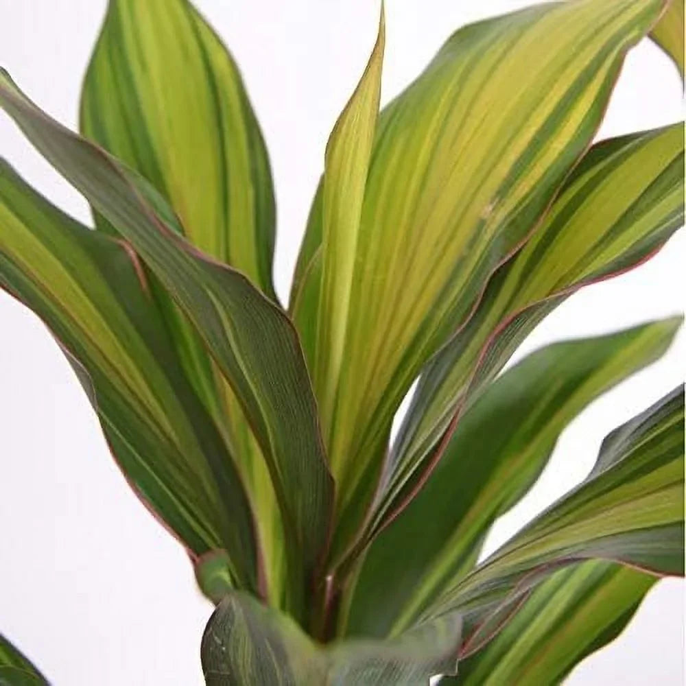 Fruticosa Beautiful Purifying Inch Plant Air Florist 'Kiwi' - exterior 10 Live Indoor in Plant - Ti Cordyline - Cordyline Growers Houseplant an grade Pot Kiwi