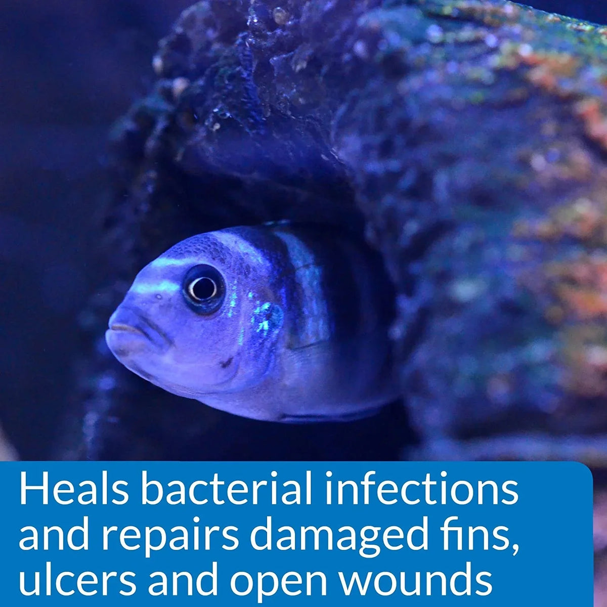 Treats Infections Care, [Aquarium Bacterial MelaFix 128 Fungus Saltwater x and Aquarium Fish 64 API and Bacteria Supplies] oz (2 oz) for Freshwater Aquarium
