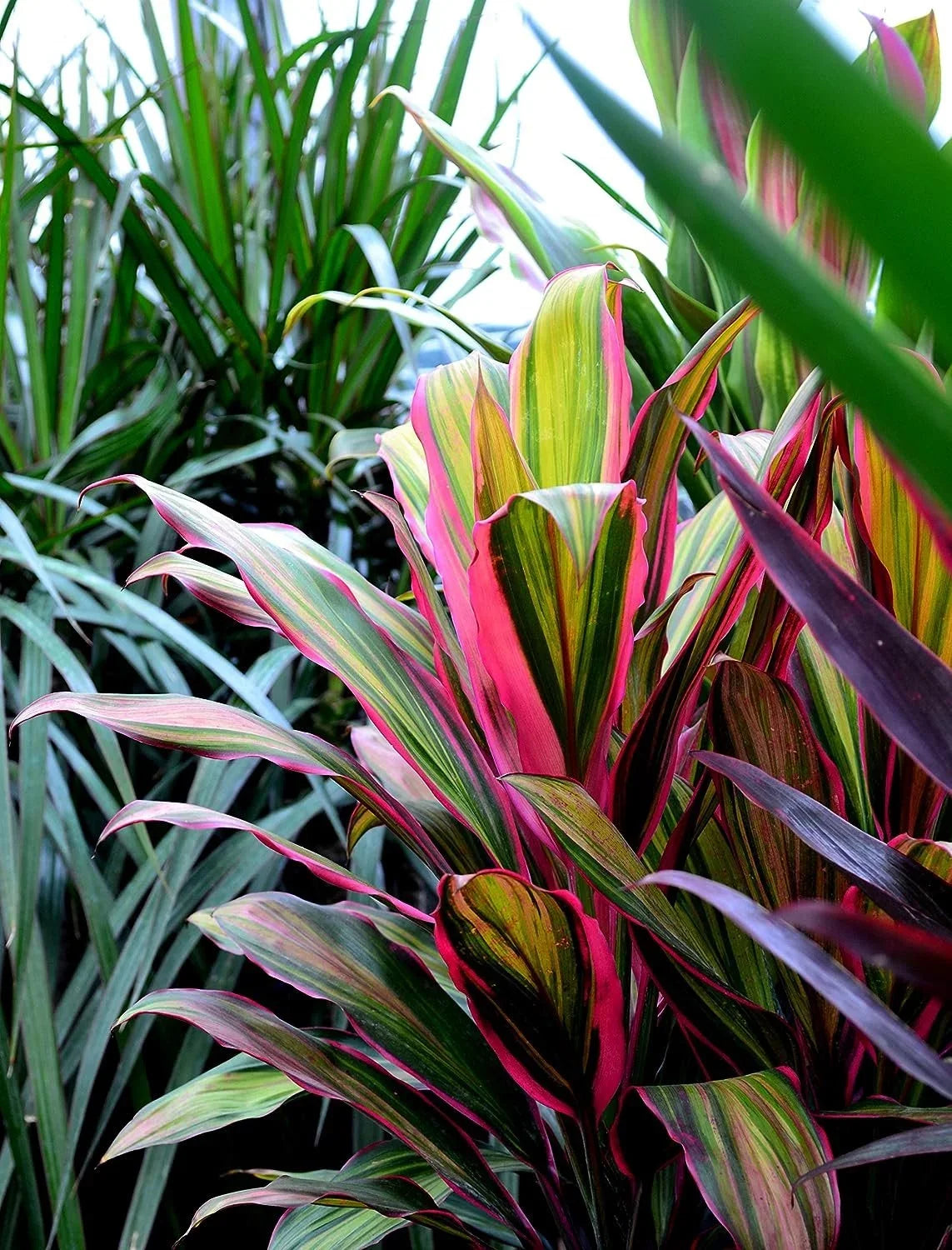 Fruticosa Beautiful Purifying Inch Plant Air Florist 'Kiwi' - exterior 10 Live Indoor in Plant - Ti Cordyline - Cordyline Growers Houseplant an grade Pot Kiwi