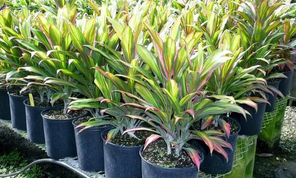 Fruticosa Beautiful Purifying Inch Plant Air Florist 'Kiwi' - exterior 10 Live Indoor in Plant - Ti Cordyline - Cordyline Growers Houseplant an grade Pot Kiwi