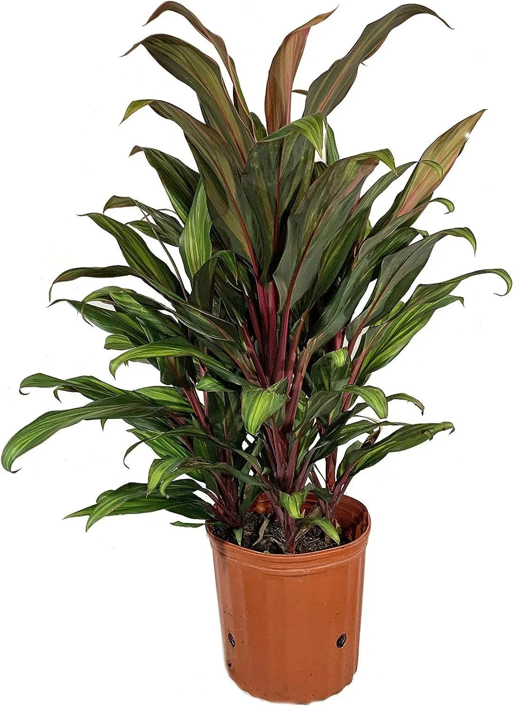 Fruticosa Beautiful Purifying Inch Plant Air Florist 'Kiwi' - exterior 10 Live Indoor in Plant - Ti Cordyline - Cordyline Growers Houseplant an grade Pot Kiwi