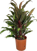 Fruticosa Beautiful Purifying Inch Plant Air Florist 'Kiwi' - exterior 10 Live Indoor in Plant - Ti Cordyline - Cordyline Growers Houseplant an grade Pot Kiwi