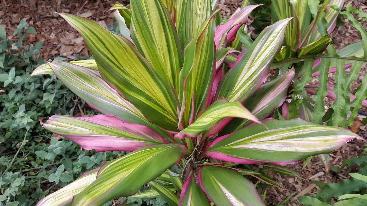 Fruticosa Beautiful Purifying Inch Plant Air Florist 'Kiwi' - exterior 10 Live Indoor in Plant - Ti Cordyline - Cordyline Growers Houseplant an grade Pot Kiwi