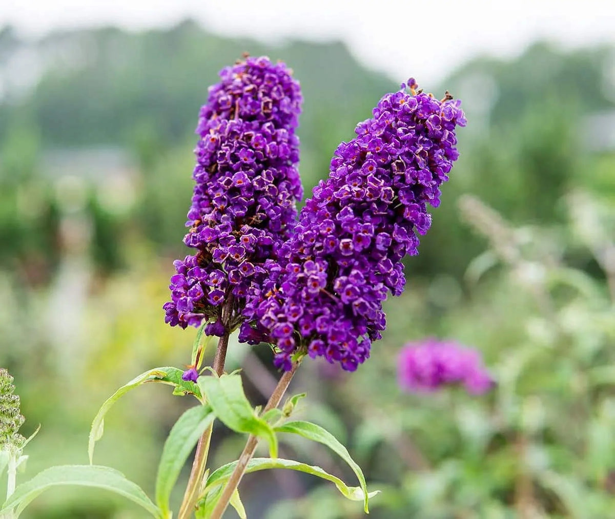 '- Gal. Maintenance Butterfly Pollinator 3 Black Bush Magnet Low - Knight