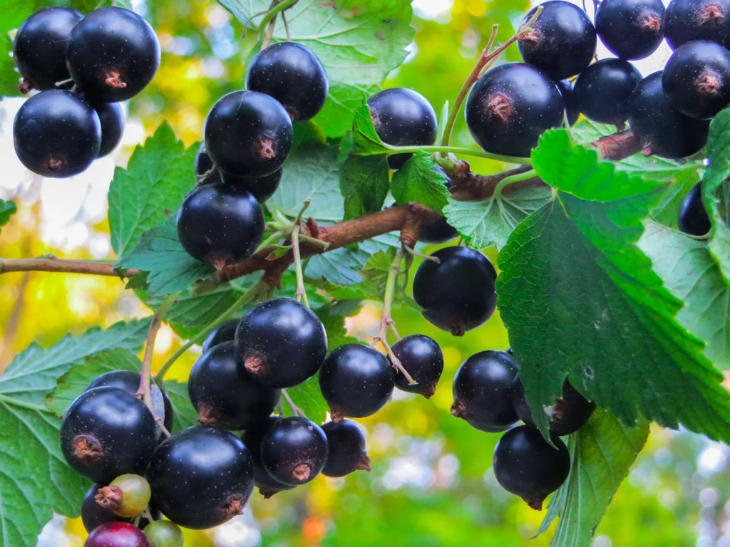 by Pounds Raw, Food Black Currant 4 Kosher Vegan, Organic — to Powder, Non-GMO, — Live